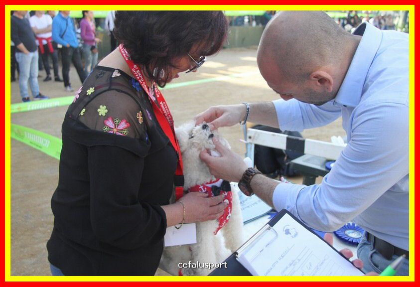 180311 mostra_canina 158.jpg